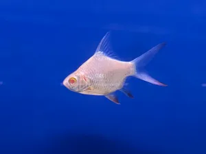 Short Body Albino Tinfoil Barb (Barbonymus schwanenfeldii)