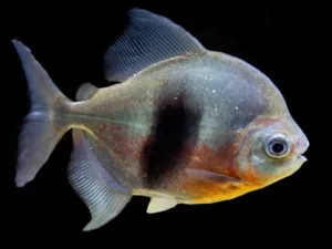 Wide Bar Silver Dollar (Myleus schomburgkii)