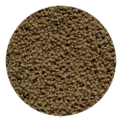 Hikari Shrimp Cuisine 10g