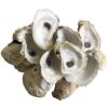 Oyster Shells for Aquarium pH & Hardness
