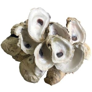 Oyster Shells for Aquarium pH & Hardness