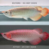 Urban Dragons High Intensity Arowana Grooming Light
