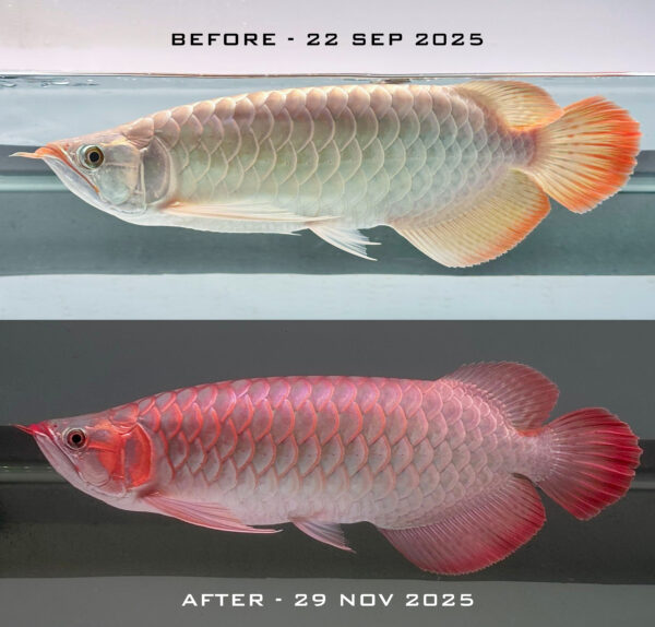 Urban Dragons High Intensity Arowana Grooming Light