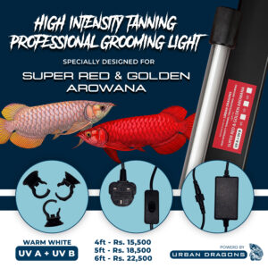 Urban Dragons Arowana grooming light with UVA and UVB for Super Red and Golden Arowana