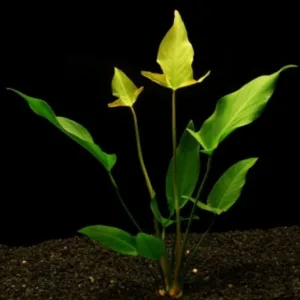 anubias gigantea