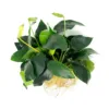 Anubias_nana
