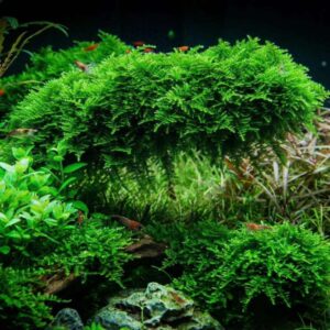 Moss