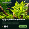 Hygrophila Corymbosa