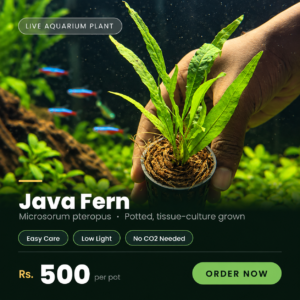 Java Fern Aquarium Plant