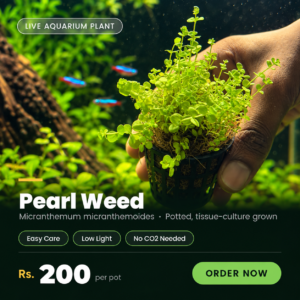 Pearl Weed (Micranthemum micranthemoides)