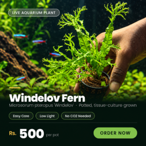 Windelov Fern